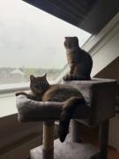 Bkh mix,2 männliche Tiger suchen ein zu Hause 