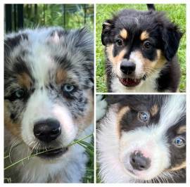 Abgabebereite Australian Shepherd Welpen