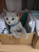 Russisch Blau Kitten