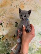 Russisch Blau Kitten