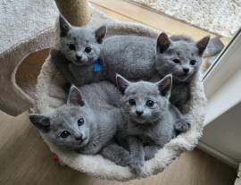Russisch Blau Kitten