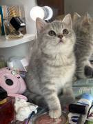 Bkh Katze weiblich kitten 