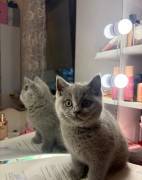 Bkh Katze weiblich kitten 