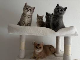 Bkh Katze weiblich kitten 