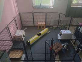Mini Lop Zwergwidder Kaninchen 