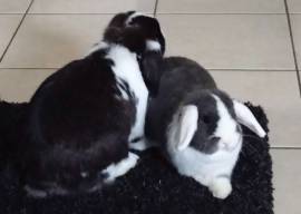 Mini Lop Zwergwidder Kaninchen 