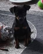 Prager Rattler Mix Welpe ( in gute Hände abzugeben