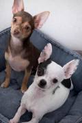 Liebevolles Chihuahua-Pärchen sucht gemeinsam ein 