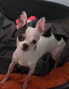 Romeo Rüde