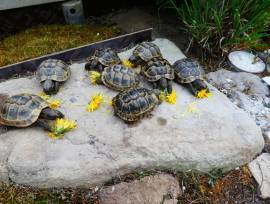 Maurische Landschildkröten Babys NZ 2023 zu verk.