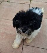 Toller Maltipoo Rüde 