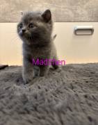 BKH Kitten reinrassig 