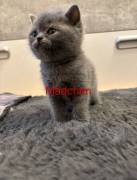 BKH Kitten reinrassig 