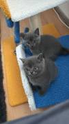 BKH Kitten reinrassig 