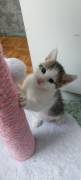 Katzenbabys