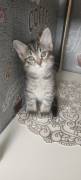 Katzenbabys
