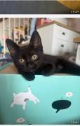 Vermuster Kater sucht neues zu Hause