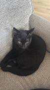 Vermuster Kater sucht neues zu Hause
