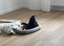 Vermuster Kater sucht neues zu Hause