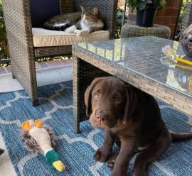 Entzückende Labrador-Hündin sucht ein liebevolles 