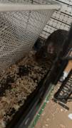 Degus