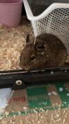 Degus