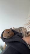 Degus