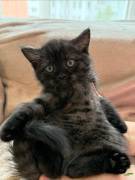 Süßes Baby Perser Mix Kitten sucht ein liebevolles