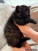 Süßes Baby Perser Mix Kitten sucht ein liebevolles