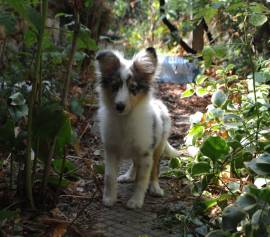 Sheltie-Mädchen