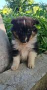 Sheltie-Mädchen
