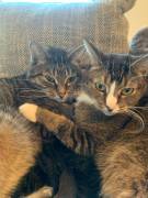Liebevolle Katzenbrüder suchen Für-Immer-Zuhause