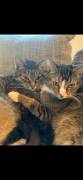 Liebevolle Katzenbrüder suchen Für-Immer-Zuhause