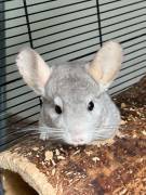 Chinchillas in liebevolle Hände abzugeben