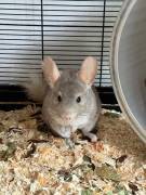 Chinchillas in liebevolle Hände abzugeben