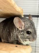 Chinchillas in liebevolle Hände abzugeben