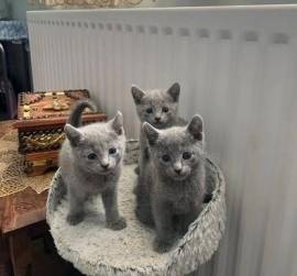 Russisch Blau Kätzchen zu verkaufen