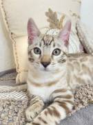 Wunderschöner Bengal-Kater abgabebereit