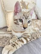 Wunderschöner Bengal-Kater abgabebereit