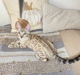 Wunderschöner Bengal-Kater abgabebereit