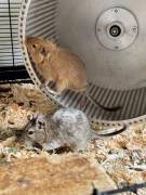 Degus in liebevolle Hände abzugeben 