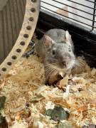 Degus in liebevolle Hände abzugeben 
