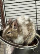 Degus in liebevolle Hände abzugeben 
