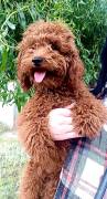 Reinrassiger Toy-Pudel in Red Brown