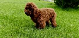 Reinrassiger Toy-Pudel in Red Brown