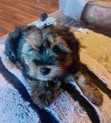 Shitzu Yorkshire Terrier mix