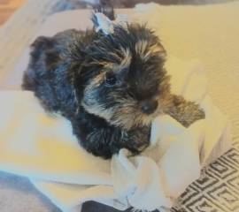 Shitzu Yorkshire Terrier mix