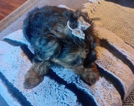 Shitzu Yorkshire Terrier mix