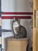 2 Katzenbaby sind beide 8 Monate alt heißen Tommy 