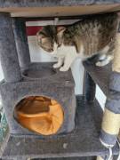 2 Katzenbaby sind beide 8 Monate alt heißen Tommy 